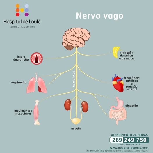 Have you heard of the vagus nerve?